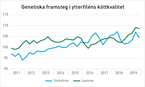 Aktuellt - Ytterfilé köttkvalitet